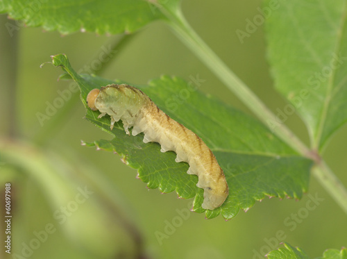 Light brown caterpillar on a green leaf