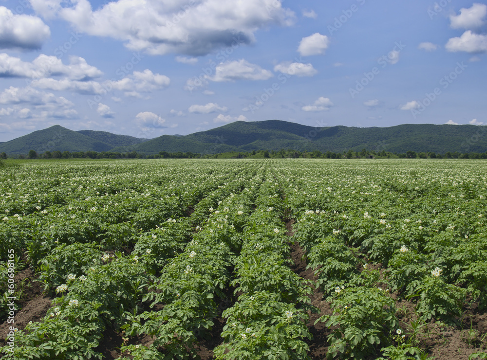 Field of blossoming potatoes