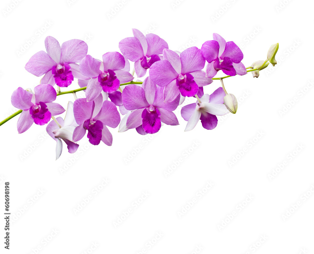 Fototapeta premium Orchids on white background