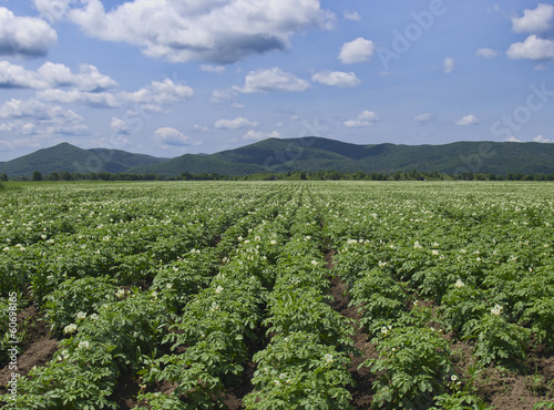 Field of blossoming potatoes