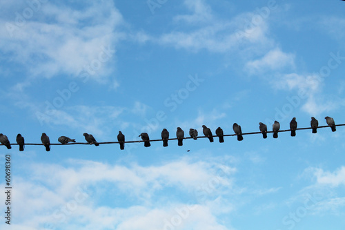 Pigeons at the meeting