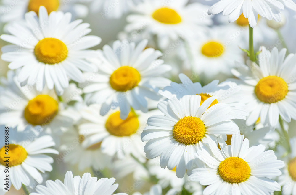 Beautiful background of large daisies.