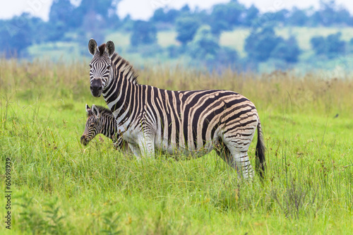 Zebra Calf Blindside Protection Wildlife