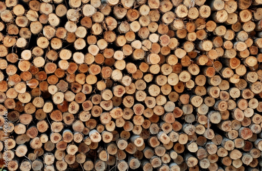 Timber of Eucalyptus tree for build the house Timber of Eucalyptus tree for build the house