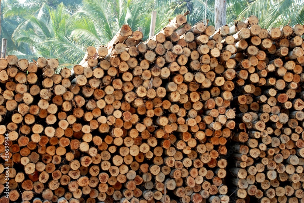 Timber of Eucalyptus tree for build the house