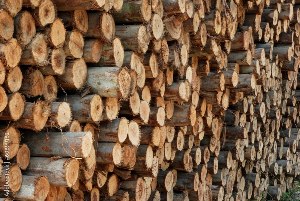 Timber of Eucalyptus tree for build the house Timber of Eucalyptus tree for build the house