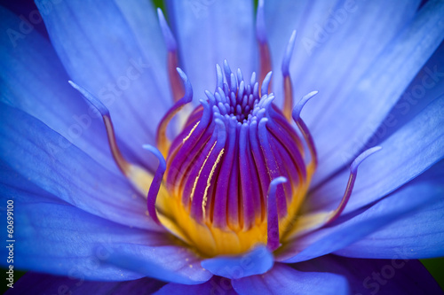Fototapeta Naklejka Na Ścianę i Meble -  purple lotus
