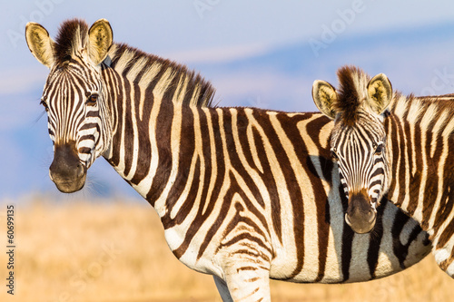 Zebras Heads Animal Wildlife © ChrisVanLennepPhoto