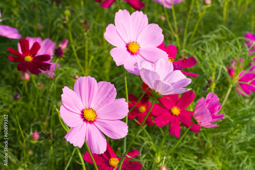 Colorful cosmos flowers