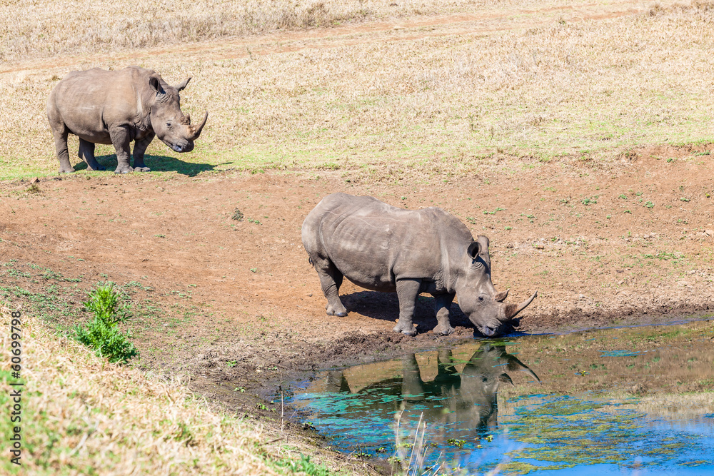 Fototapeta premium Rhinos Together Waterhole Alert Wildlife