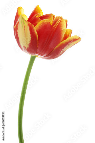 Fototapeta Naklejka Na Ścianę i Meble -  tulip