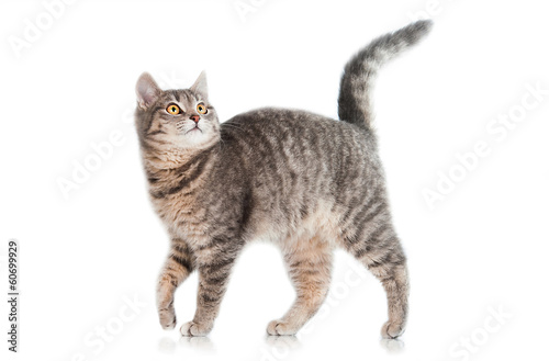 Grey tabby cat isolated on white