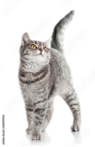 Grey tabby cat isolated on white