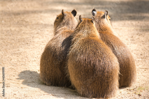 Capybara (Hydrochoerus hydrochaeris) is the largest rodent in th