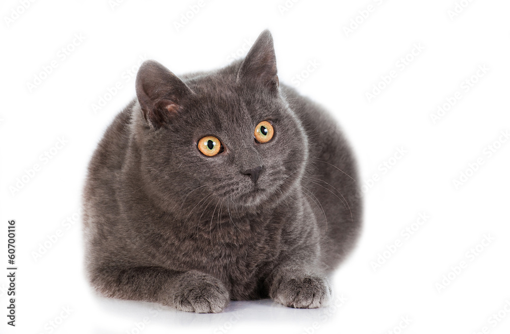 Grey british shorthair cat isolated on white Grey british shorthair cat isolated on white