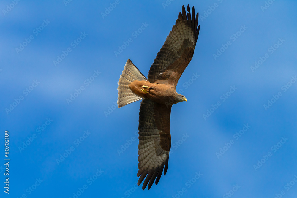 Obraz premium Bird Predator Kite Eagle Flying