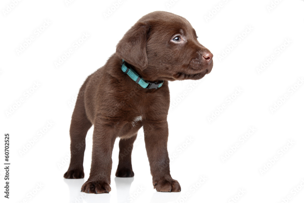 Brown Labrador puppy