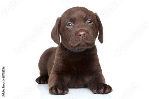 Brown Labrador puppy portrait
