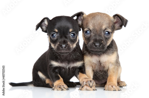 Toy Terrier puppies