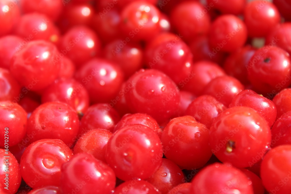 friuts of red berries of Prunus tomentosa friuts of red berries of Prunus tomentosa