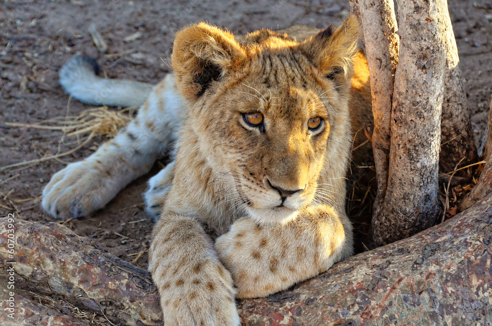 Fototapeta premium Lion cub