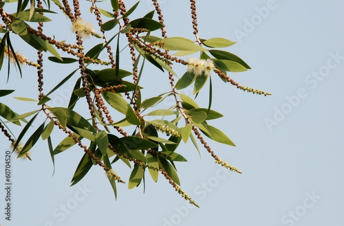 Cajuput paper bark Flower ,flower of Asia photo