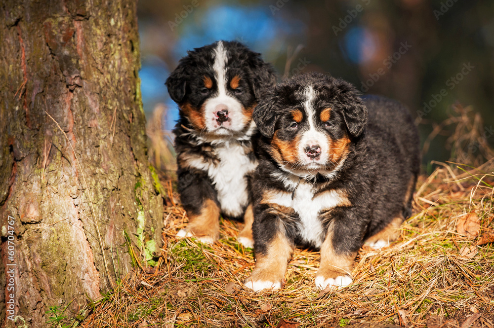 Two bernese mountain puppies sitting on the hill near the tree