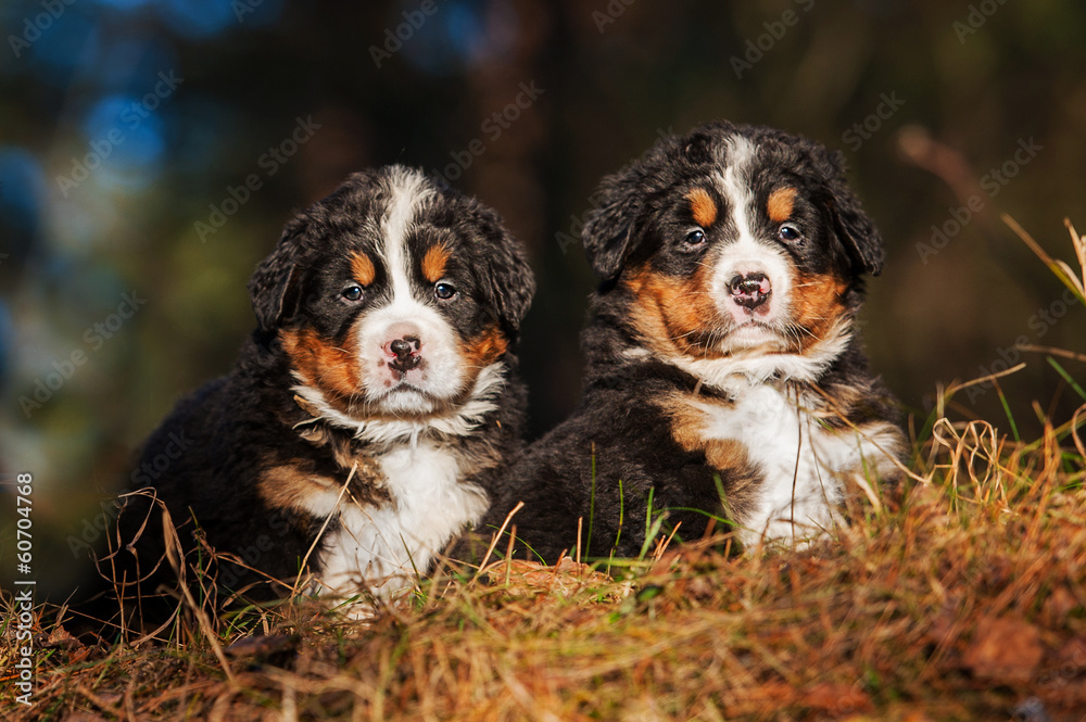 Two bernese mountain puppies sitting on the hill