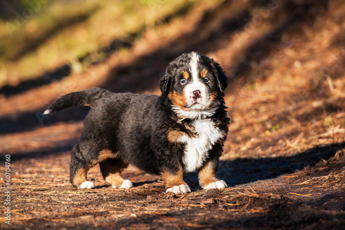 Bernese mountain puppy standing in the wood