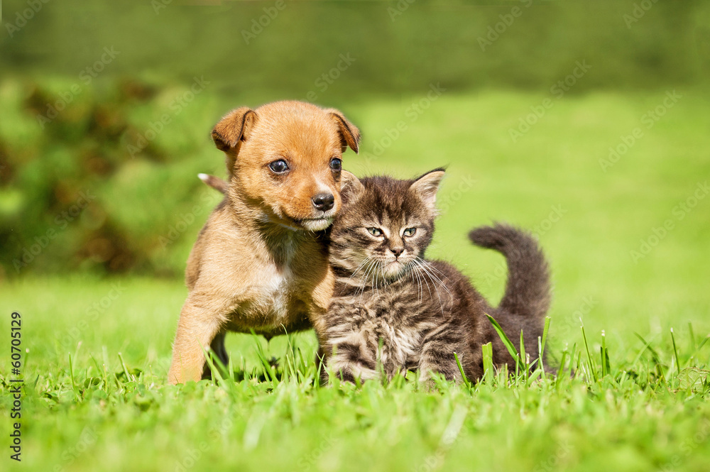 Little puppy with tabby kitten sitting on the grass Little puppy with tabby kitten sitting on the grass
