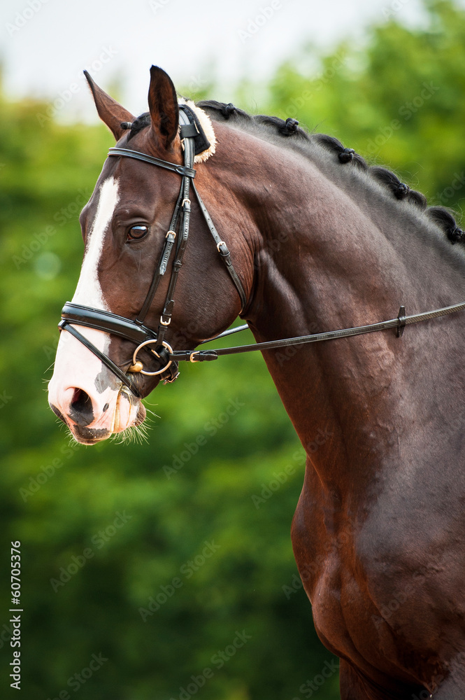 Portrait of bay horse in dressage competition
