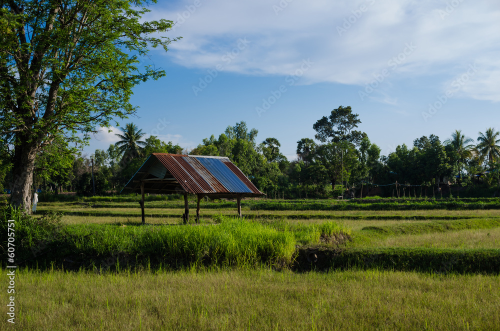 Rice field Rice field