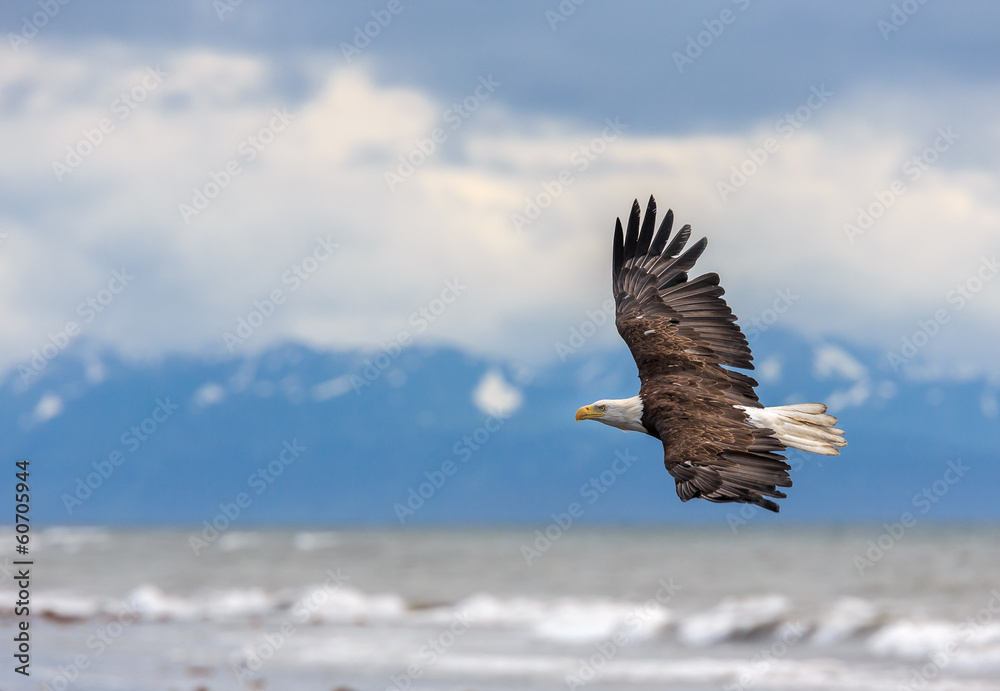 Obraz premium American Bald Eagle at Alaska