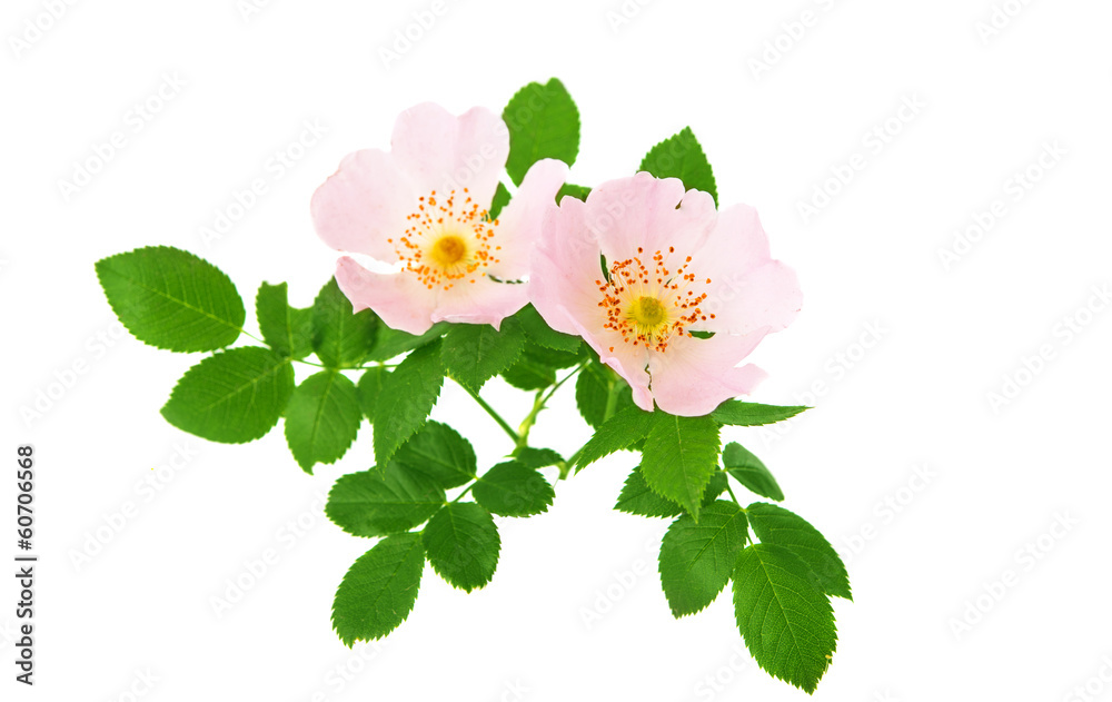 Obraz premium rose hips isolated