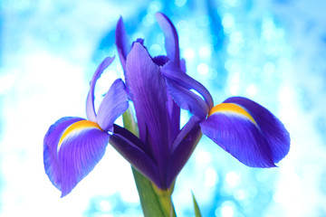 Papier peint photo Iris Champ d'iris bleus en fleurs  © Natika