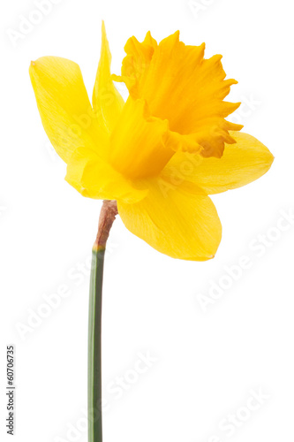 Fototapeta Naklejka Na Ścianę i Meble -  Daffodil flower or narcissus isolated on white background cutout