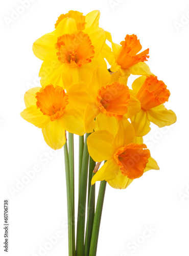 Fototapeta Naklejka Na Ścianę i Meble -  Daffodil flower or narcissus  bouquet  isolated on white backgro
