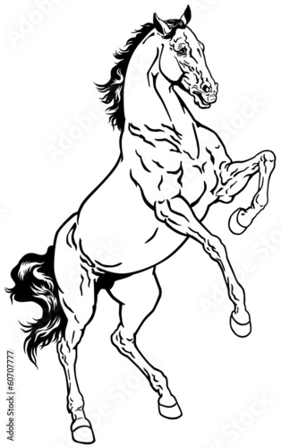 horse black white