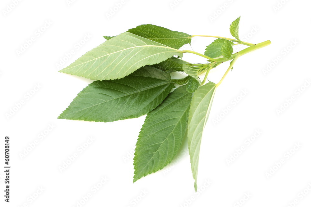 Obraz premium モロヘイヤ