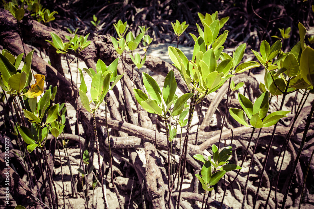 Mangroves in Andaman beach, India Mangroves in Andaman beach, India