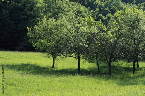 Summer-time green landscape