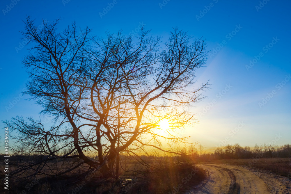 tree silhouette on a dramatic sunset background