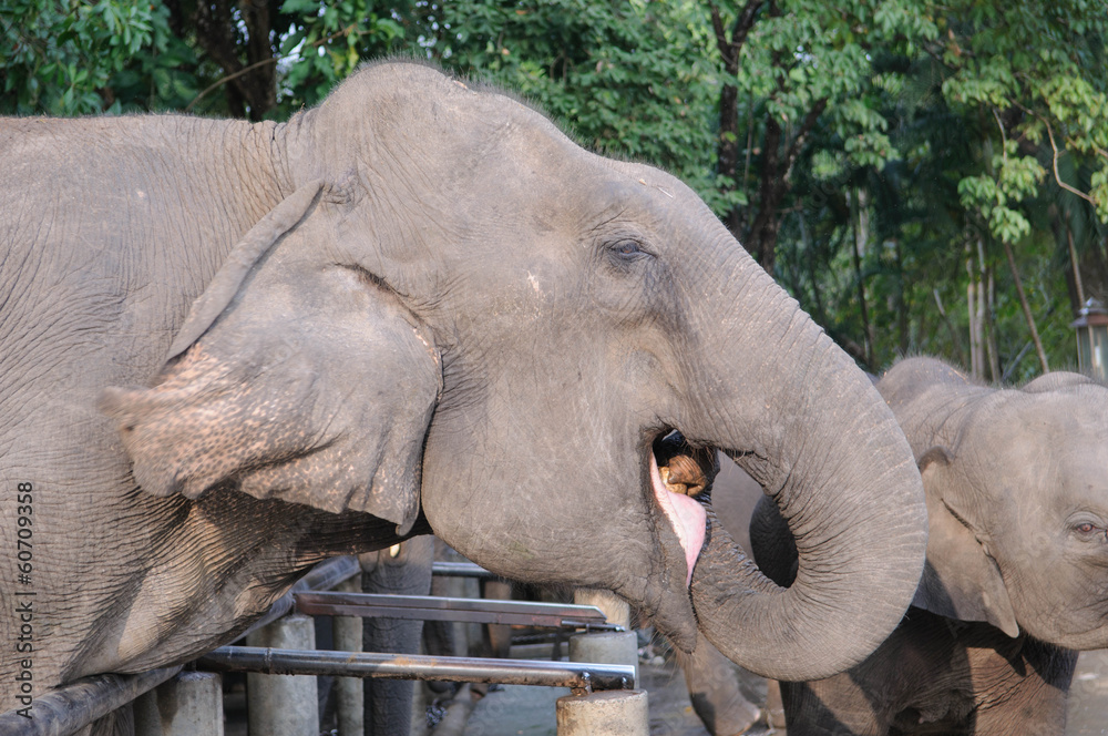 Fototapeta premium Elephant