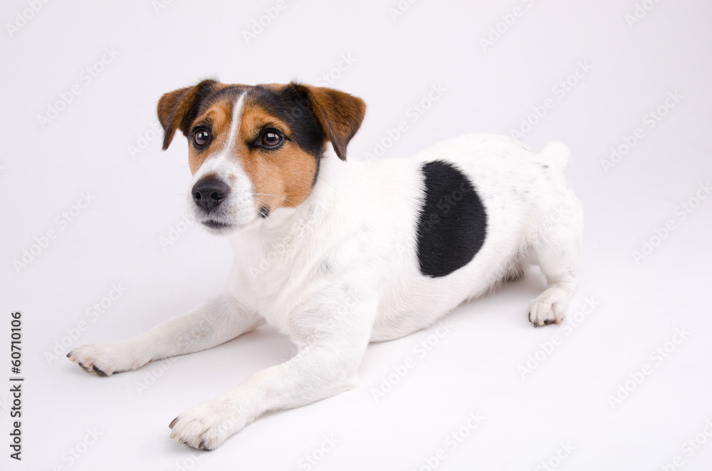 Lying Jack Russell terrier
