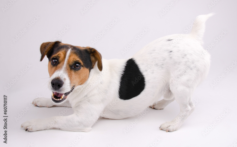 Jack Russell terrier wants to play - obrazy, fototapety, plakaty 
