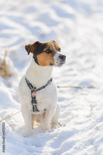 Jack Russell terrier on snow