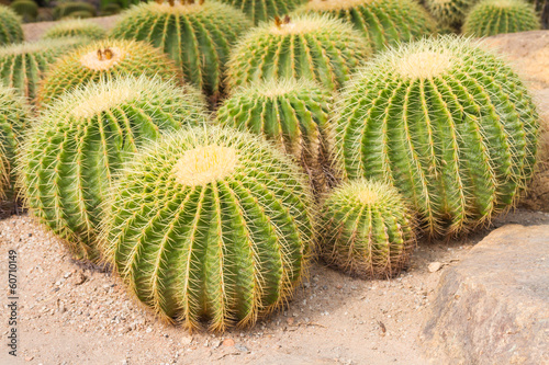 Golden ball cactus photo