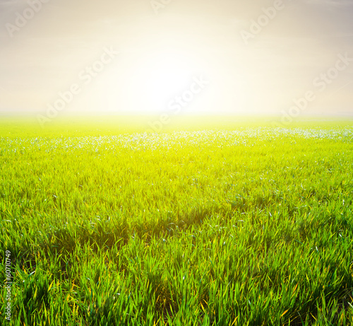 green fields in a rays of sun