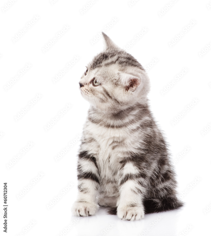 Scottish kitten looking away. isolated on white background