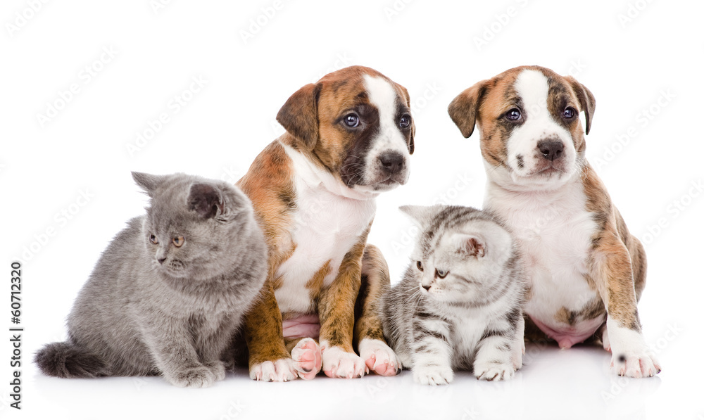 Group of cats and dogs sitting in front. isolated on white backg